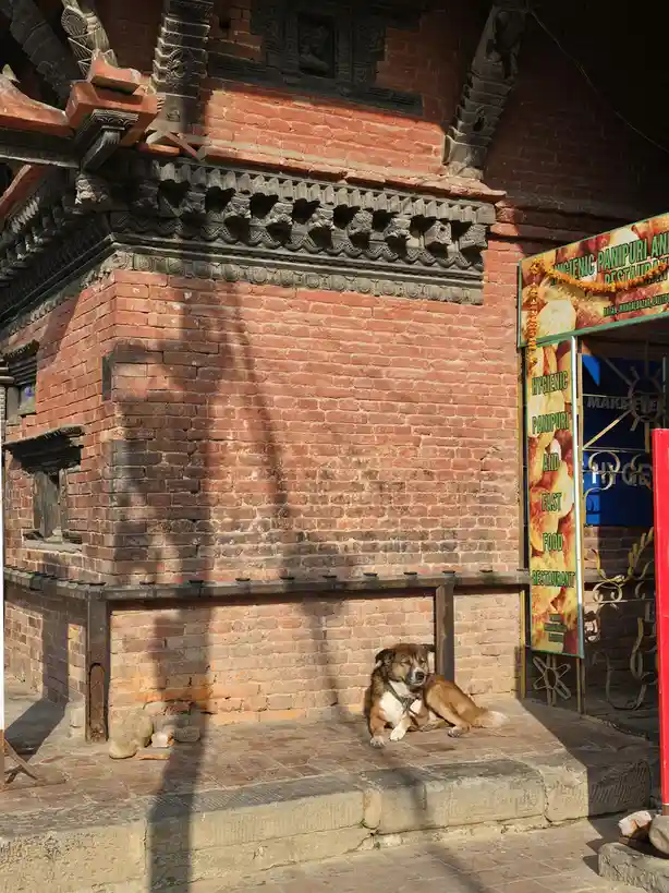Adorable pup soaking up the morning sunshine