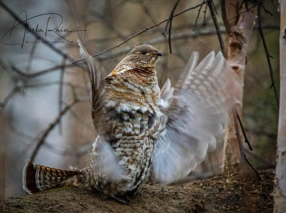 A close-up photograph of a ptarmigan, a type of bird, standing on a dirt mound with its wings spread wide open in a display…