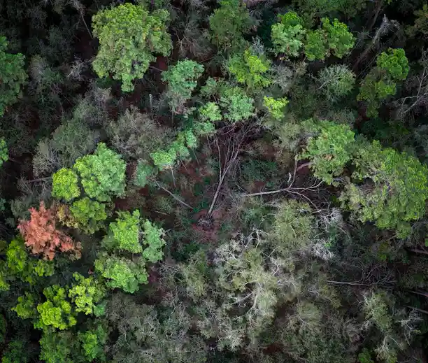 An aerial drone photo shows a dense forest canopy with various green trees, some with bare branches, and one tree with…