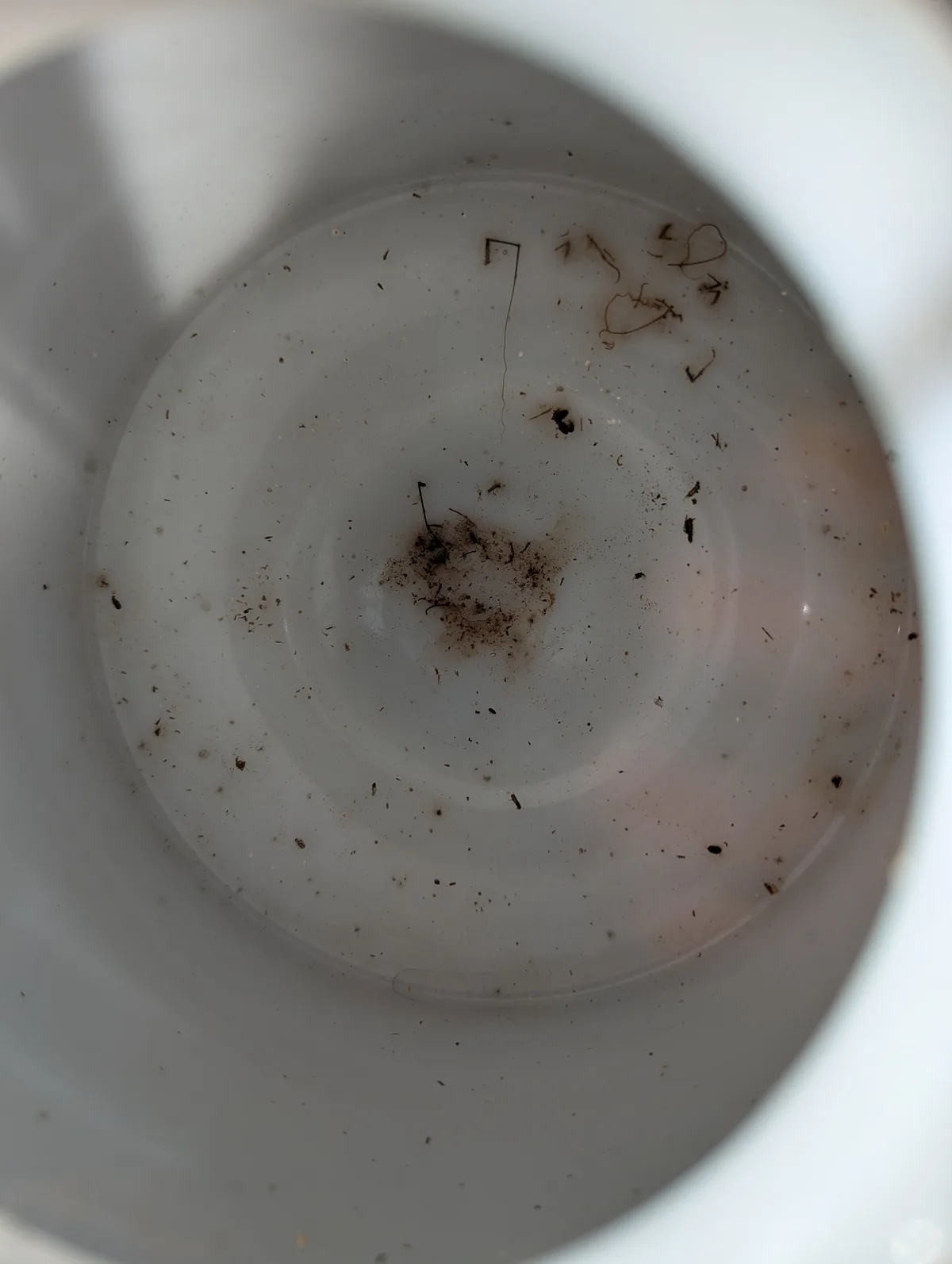 A top-down view of the inside of a white ceramic coffee cup filled with murky water and floating debris, including small…