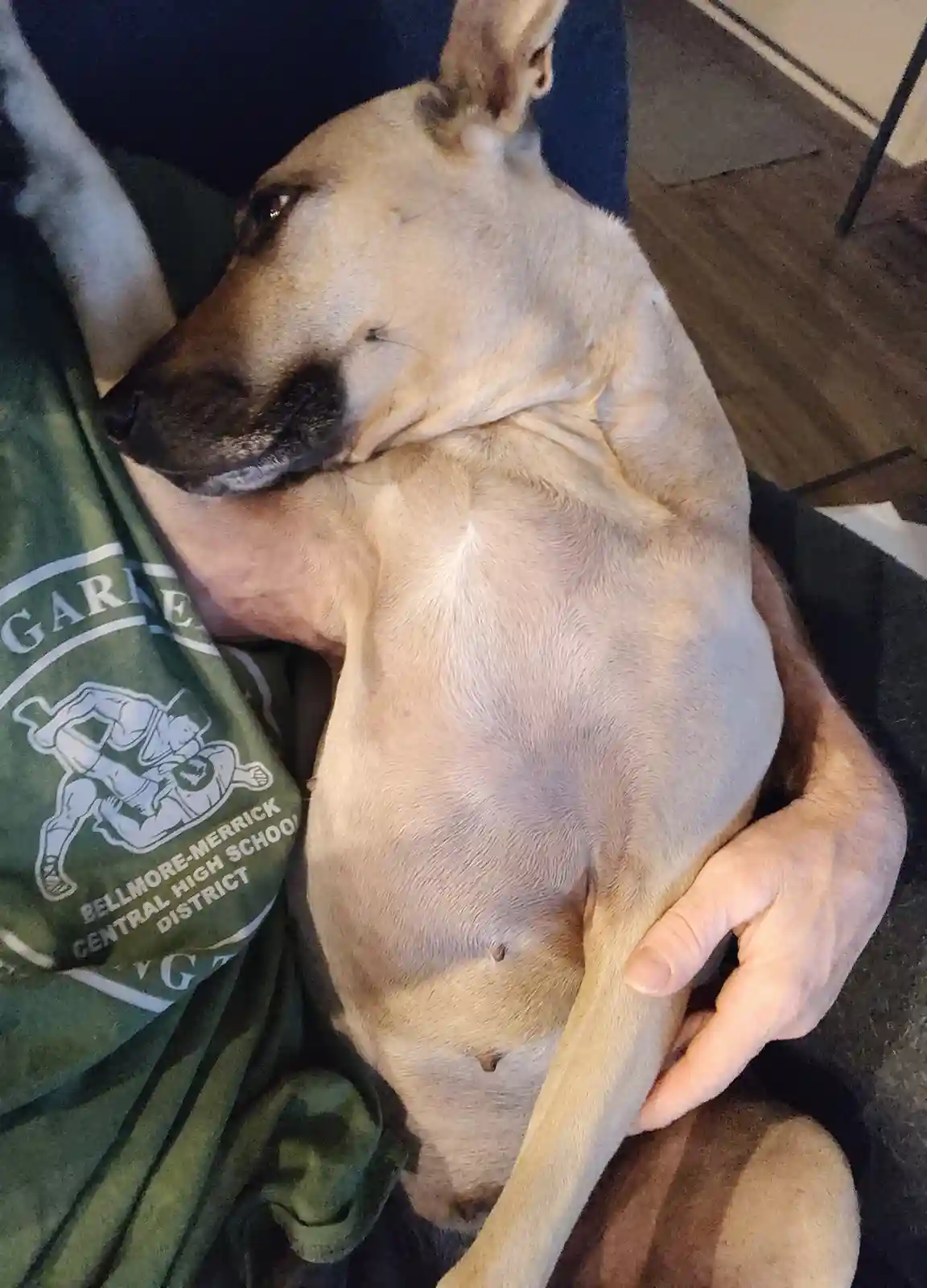 A tan dog is curled up and sleeping soundly on a person's lap, its head resting on their chest. The person is wearing a…