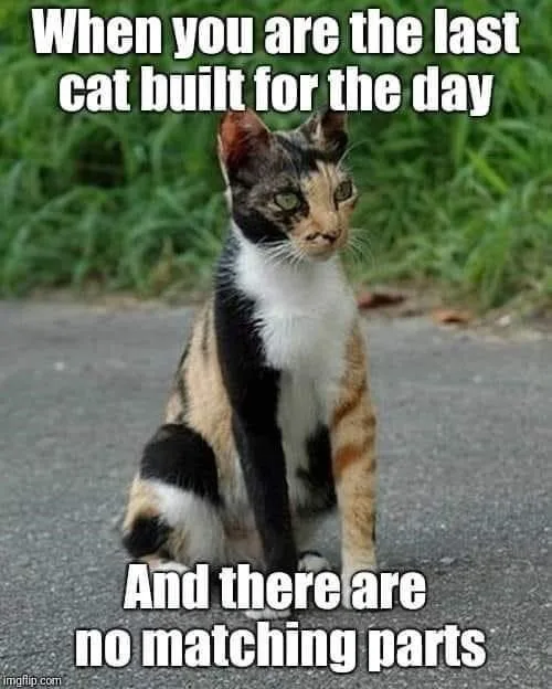 Adorable Cat Shenanigans That Will Make You Smile