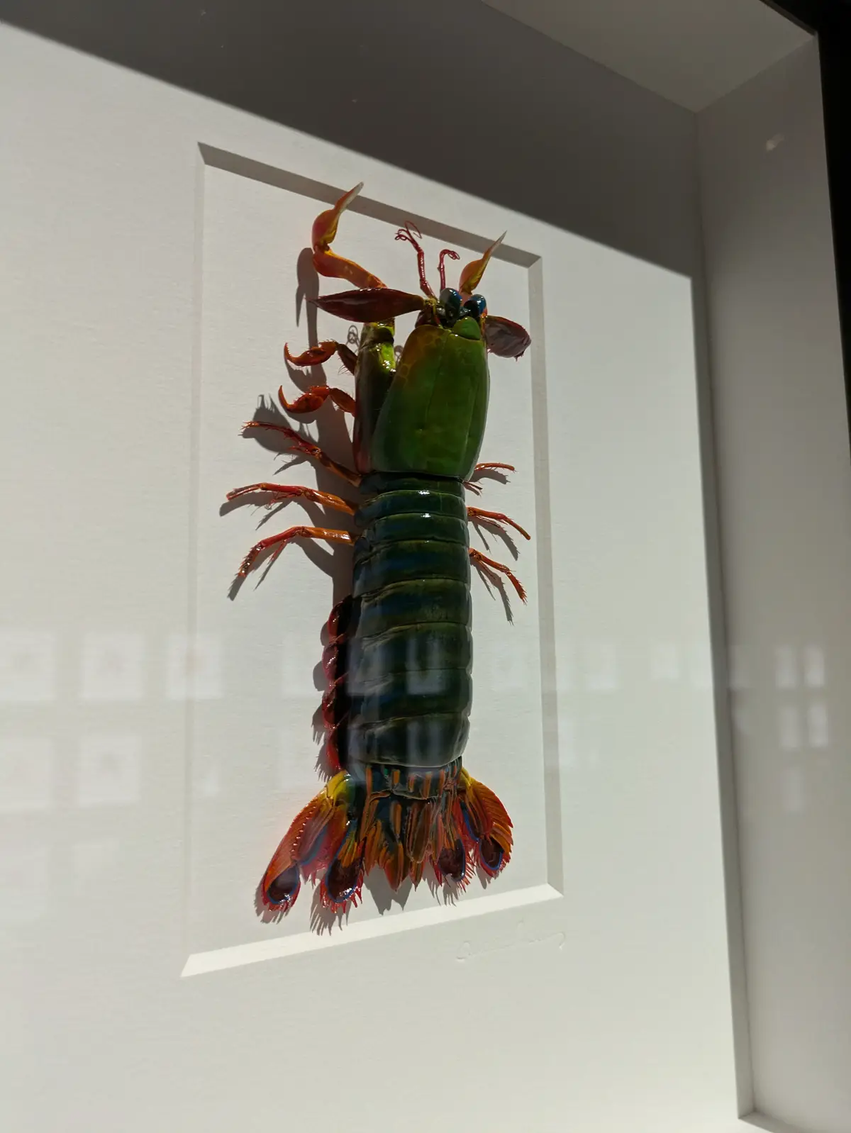 A vibrant, colorful mantis shrimp specimen is mounted as a piece of art on a white wall inside a museum or gallery, with…