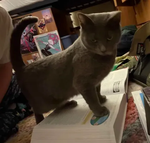 A gray cat stands on an open book, looking down with a bored or unimpressed expression. The cat's tail is slightly curved…