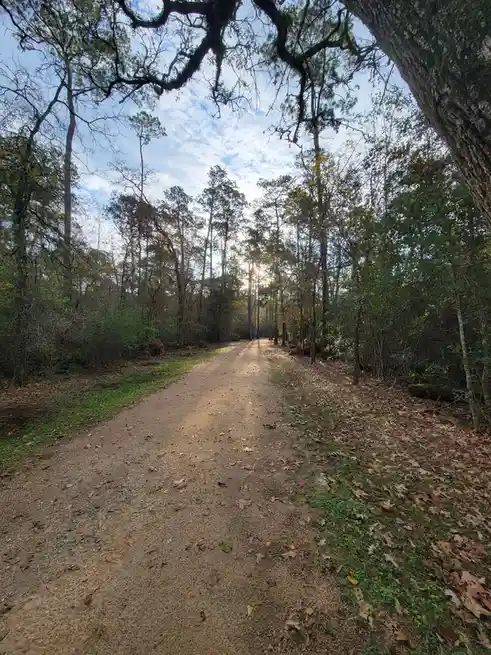 A serene dirt path winds through a forest with tall trees and scattered fallen leaves under a partly cloudy sky, with…