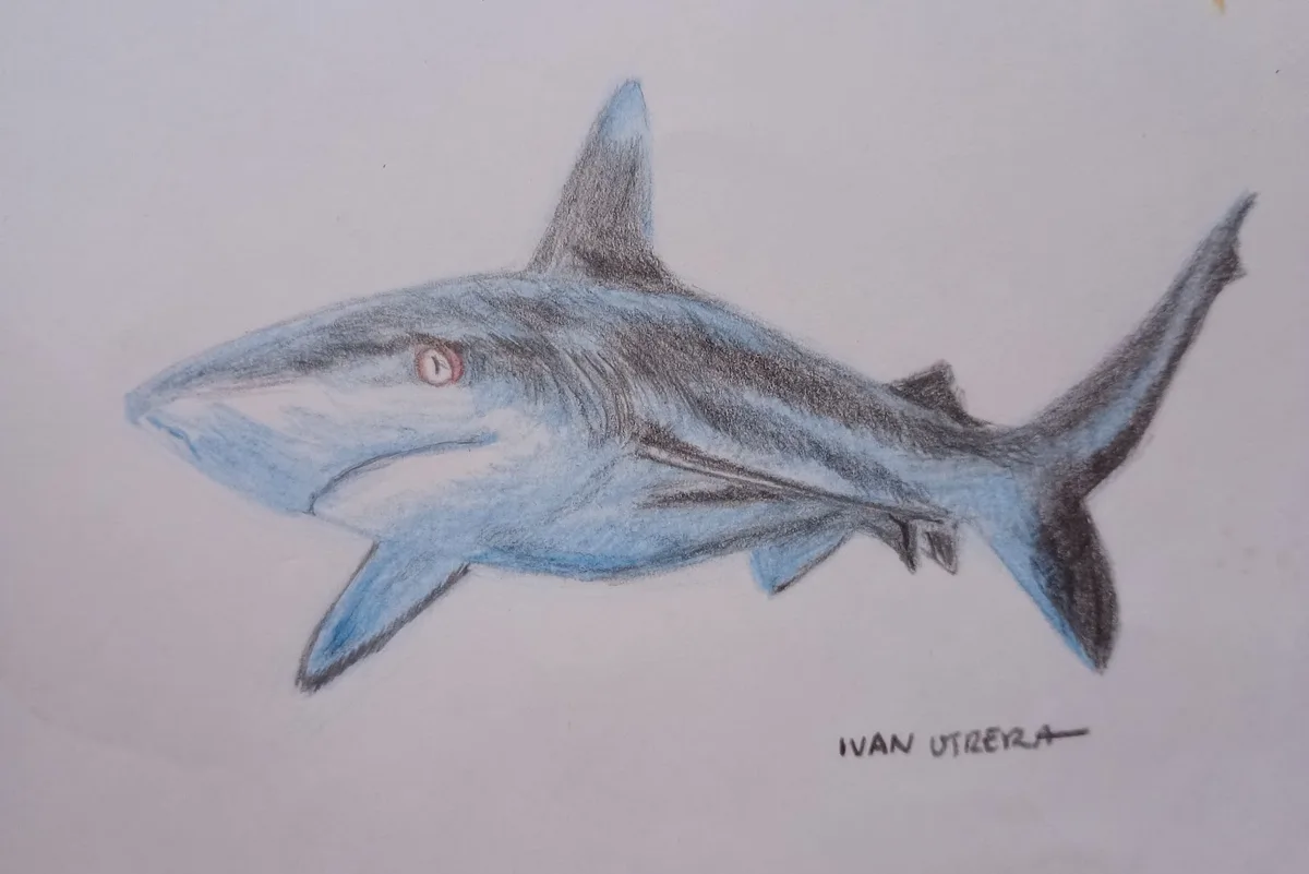 A colored pencil drawing of a shark, signed 'IVAN UTRERA' in the bottom right corner, has the text 'i am not a shark'…