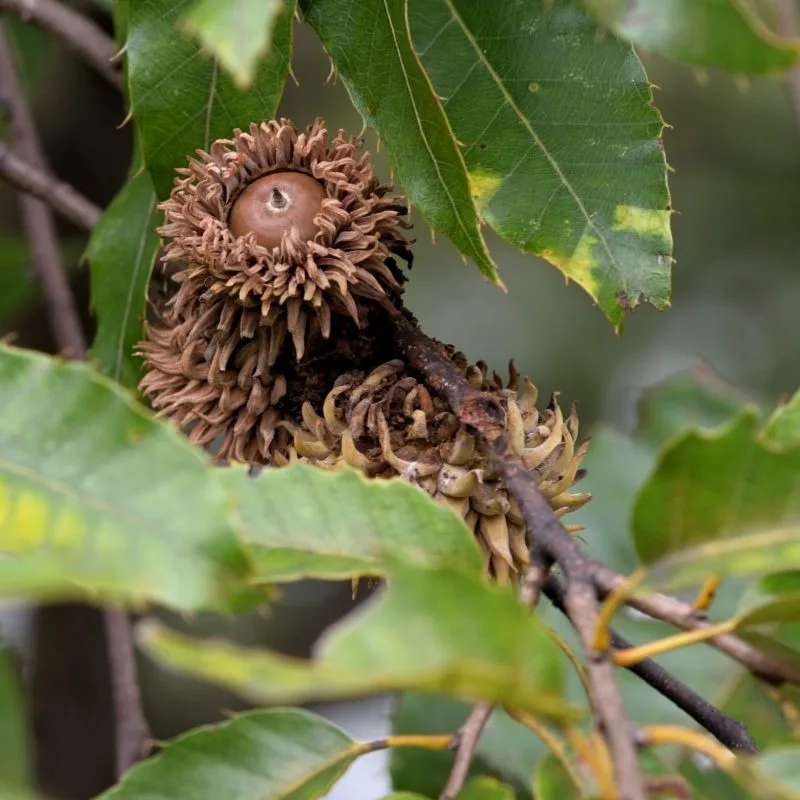 A close-up photo shows two acorns on a tree branch, one larger and more mature with a brown cap, the other smaller and…