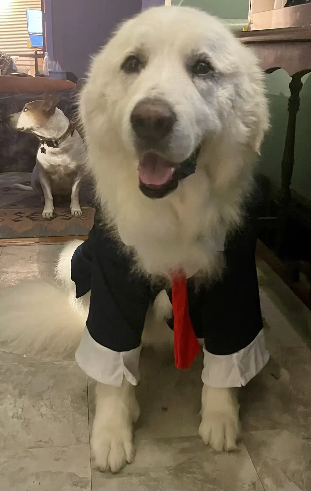 A large, fluffy white dog wearing a black suit with white cuffs and a red tie sits upright on a tiled floor, looking…