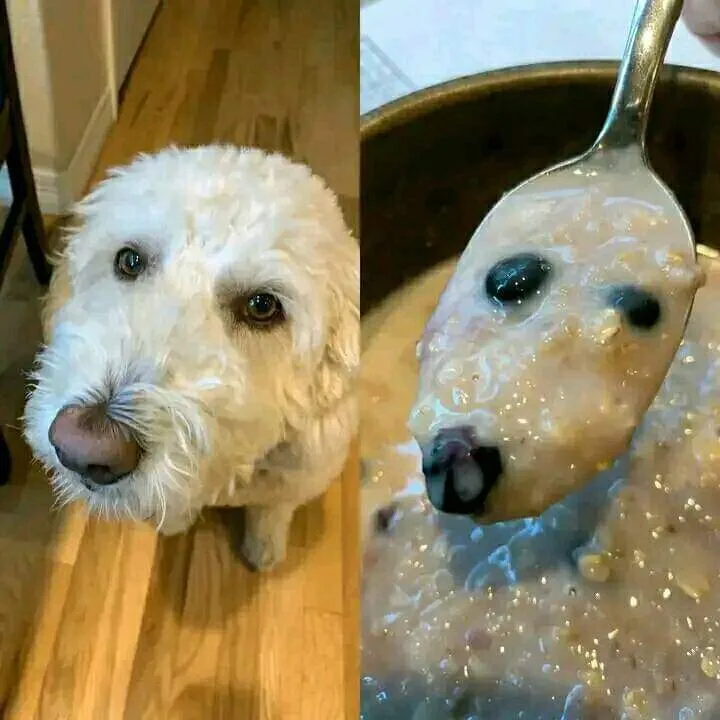 A split image shows a fluffy white dog looking up at the camera on the left, and on the right, a spoonful of oatmeal with…