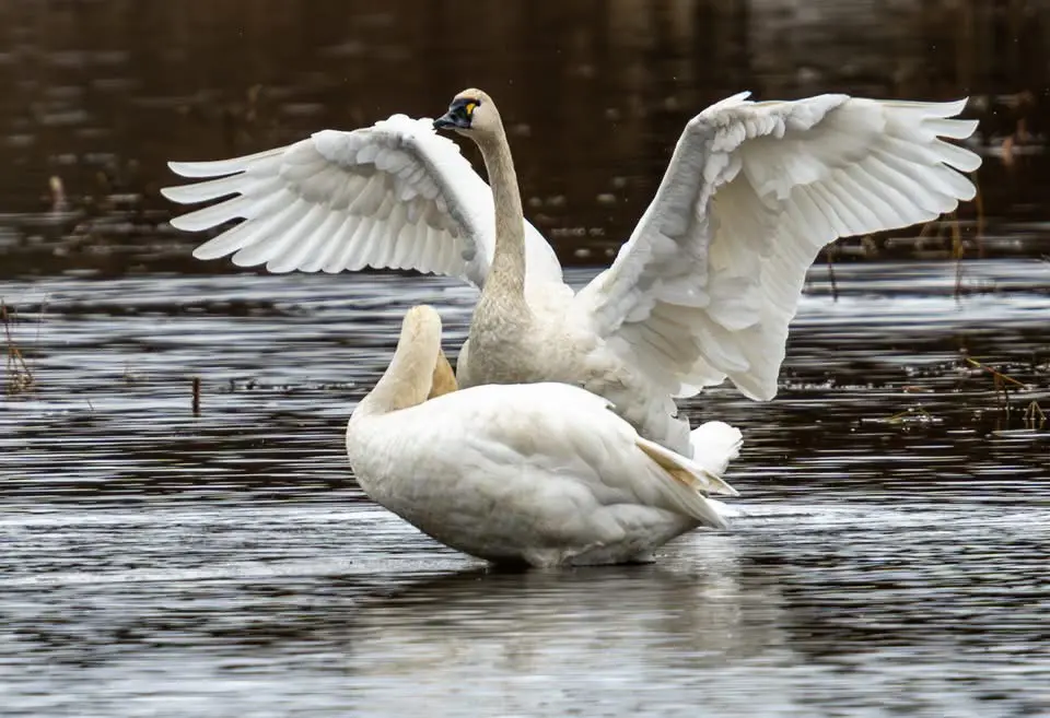 Elegant Swans in Their Natural Habitat