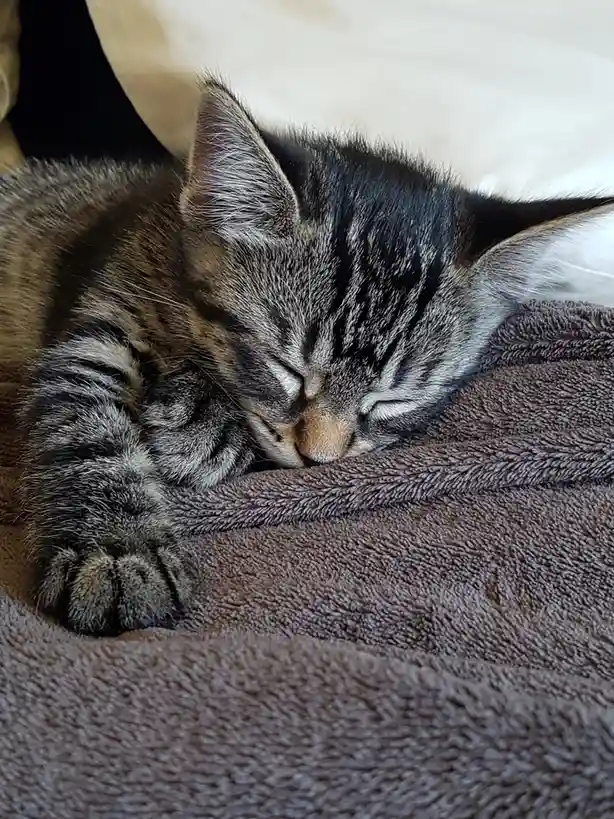 Sleepy kitty on a mission to catch flies