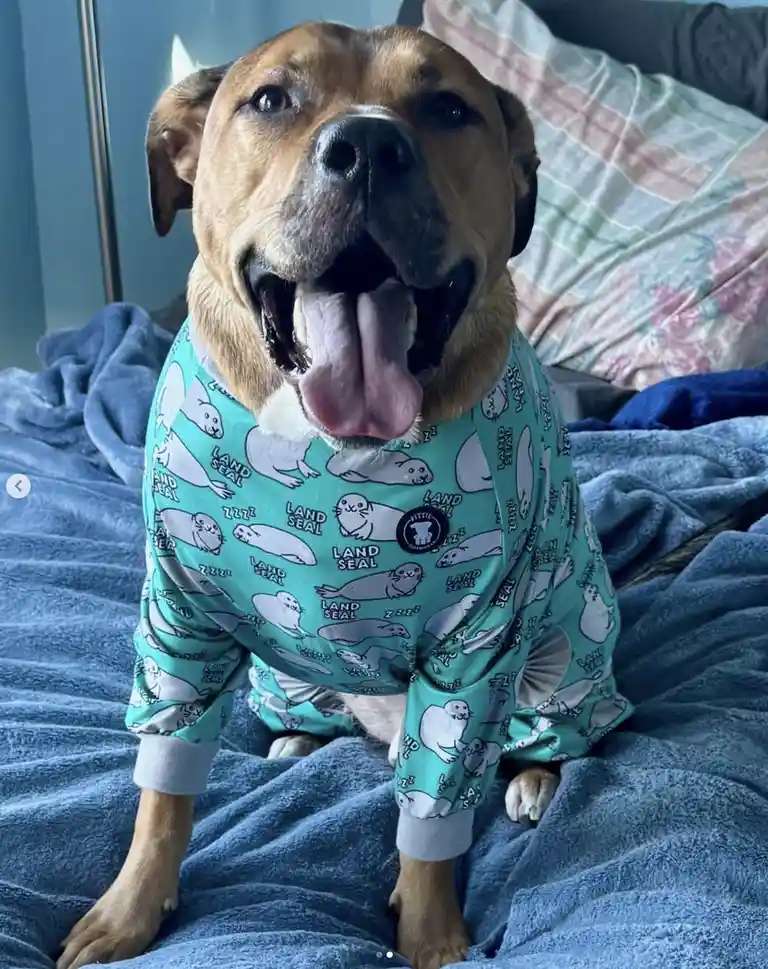 A tan dog with its tongue out sits on a blue blanket wearing teal pajamas covered in cartoon seals labeled 'LAND SEAL' and…