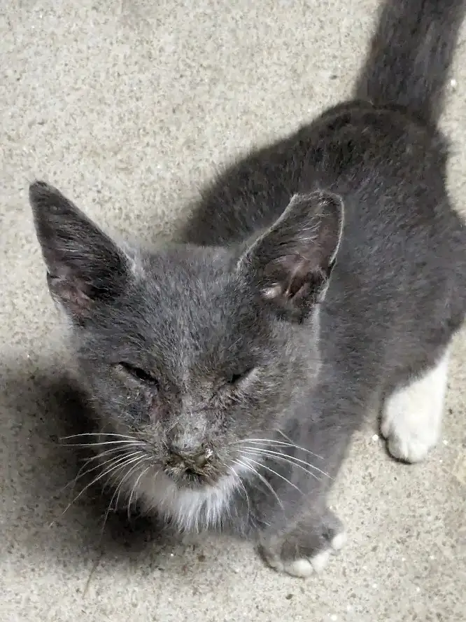 Today, a little stray kitten decided to pay me a visit...