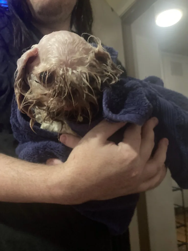 A person holds a small, wet dog wrapped in a blue towel, its hair matted and dripping. The dog's face is partially obscured…