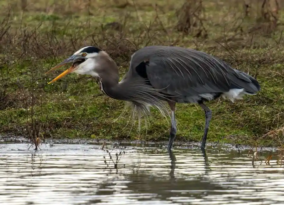 Stunning Heron in its natural habitat