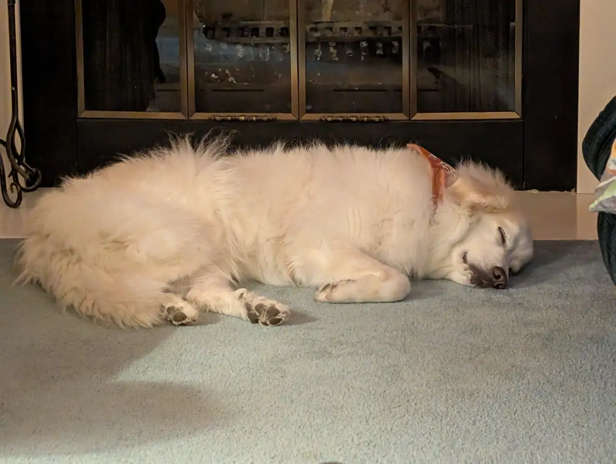 A fluffy white dog is sleeping peacefully on a light blue carpet in front of a fireplace with glass doors. The dog is curled…