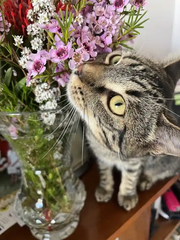 Caturday Bliss Surrounded by Flowers