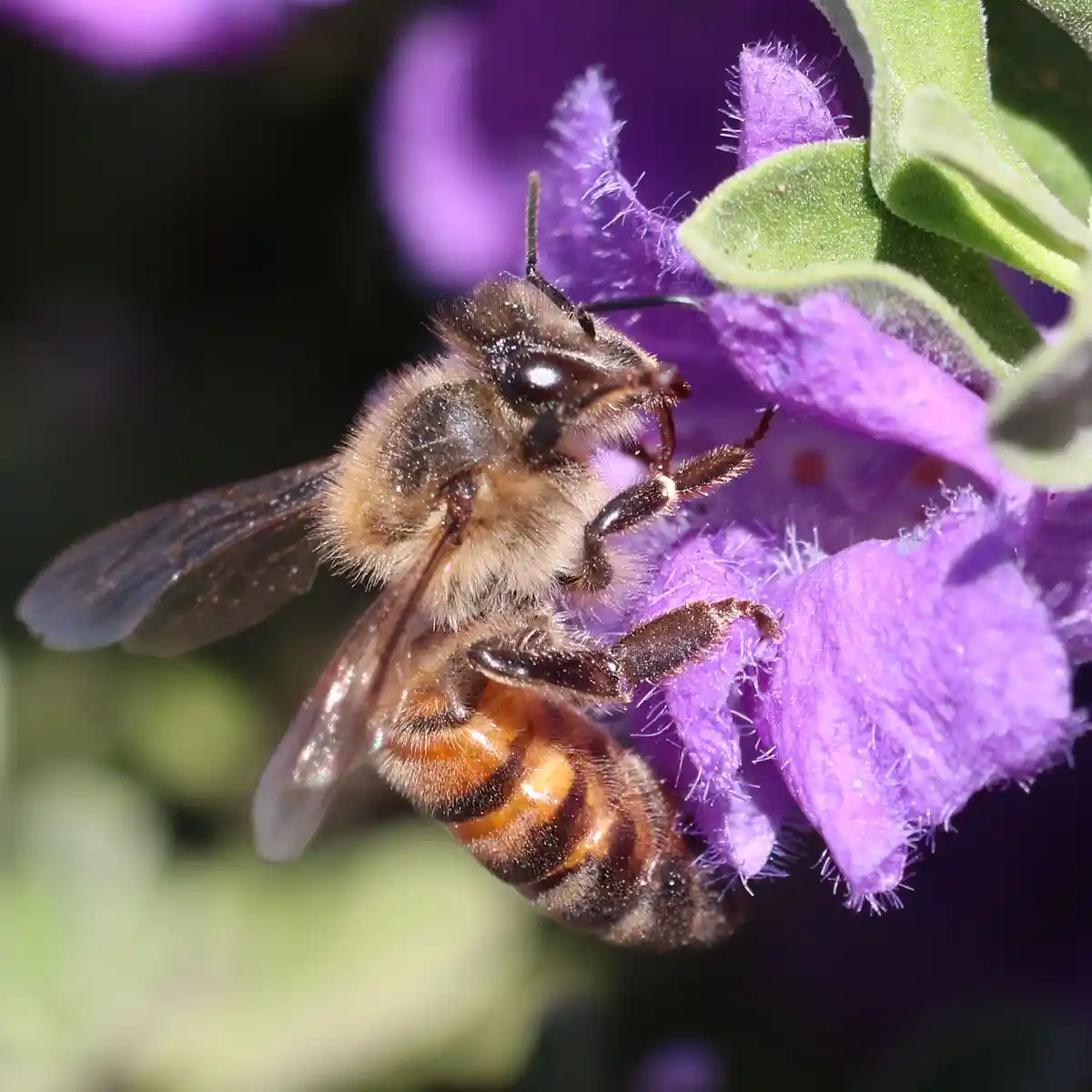 A close-up photograph shows a fuzzy honeybee with brown and yellow stripes clinging to a vibrant purple flower with fuzzy…