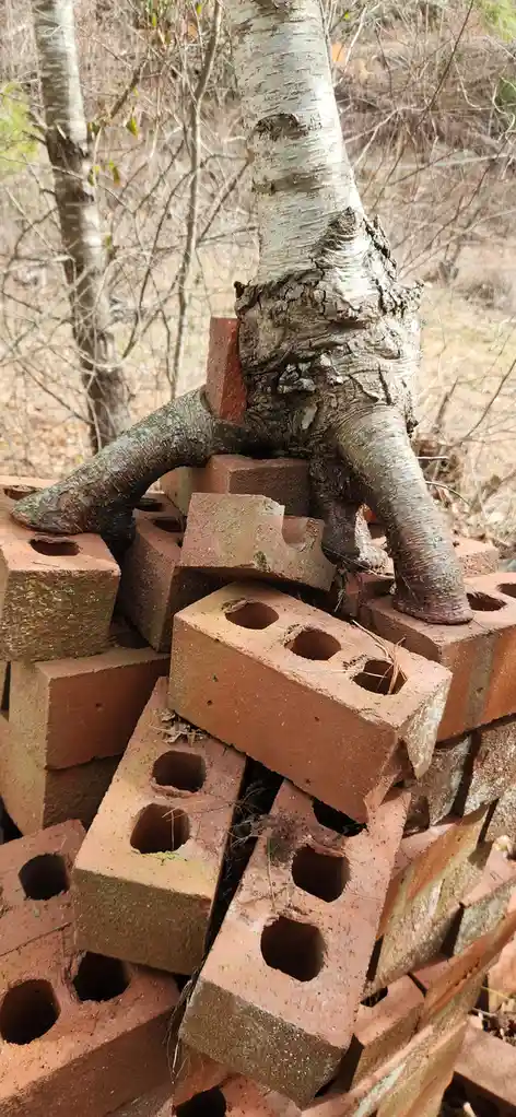 A tree with visible roots is growing through a pile of red bricks in an outdoor setting, with the roots appearing to be…