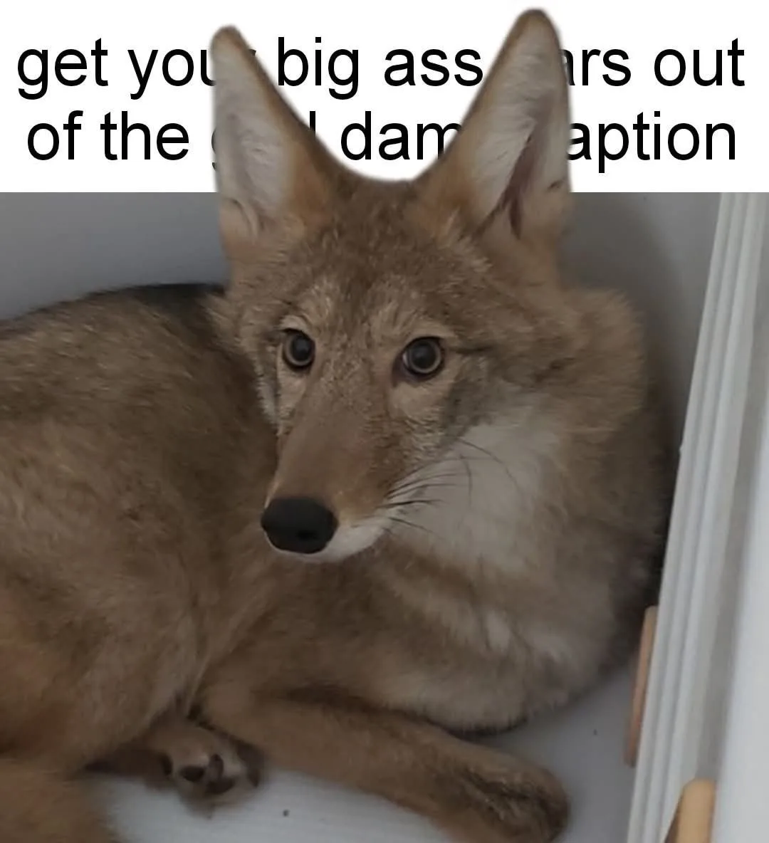 A coyote with large ears and a fluffy brown coat is sitting in a white corner, looking directly at the camera with a calm…