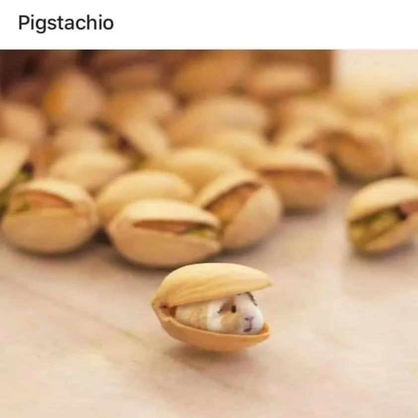 A small, white and brown guinea pig is peeking out from inside a single, open pistachio shell, surrounded by many other…