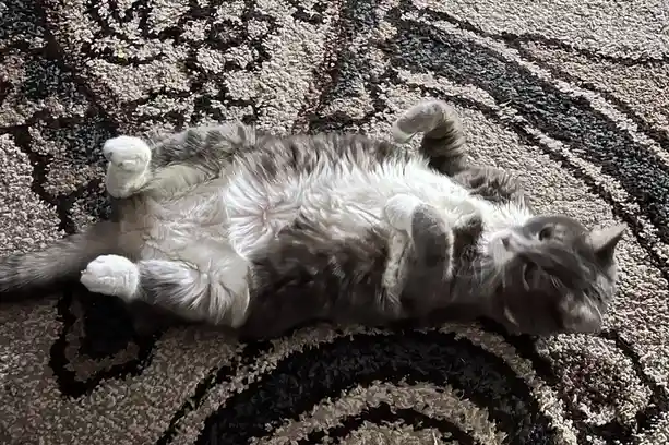 A fluffy gray and white cat is lying on its back on a patterned carpet, exposing its belly with paws curled up, while…