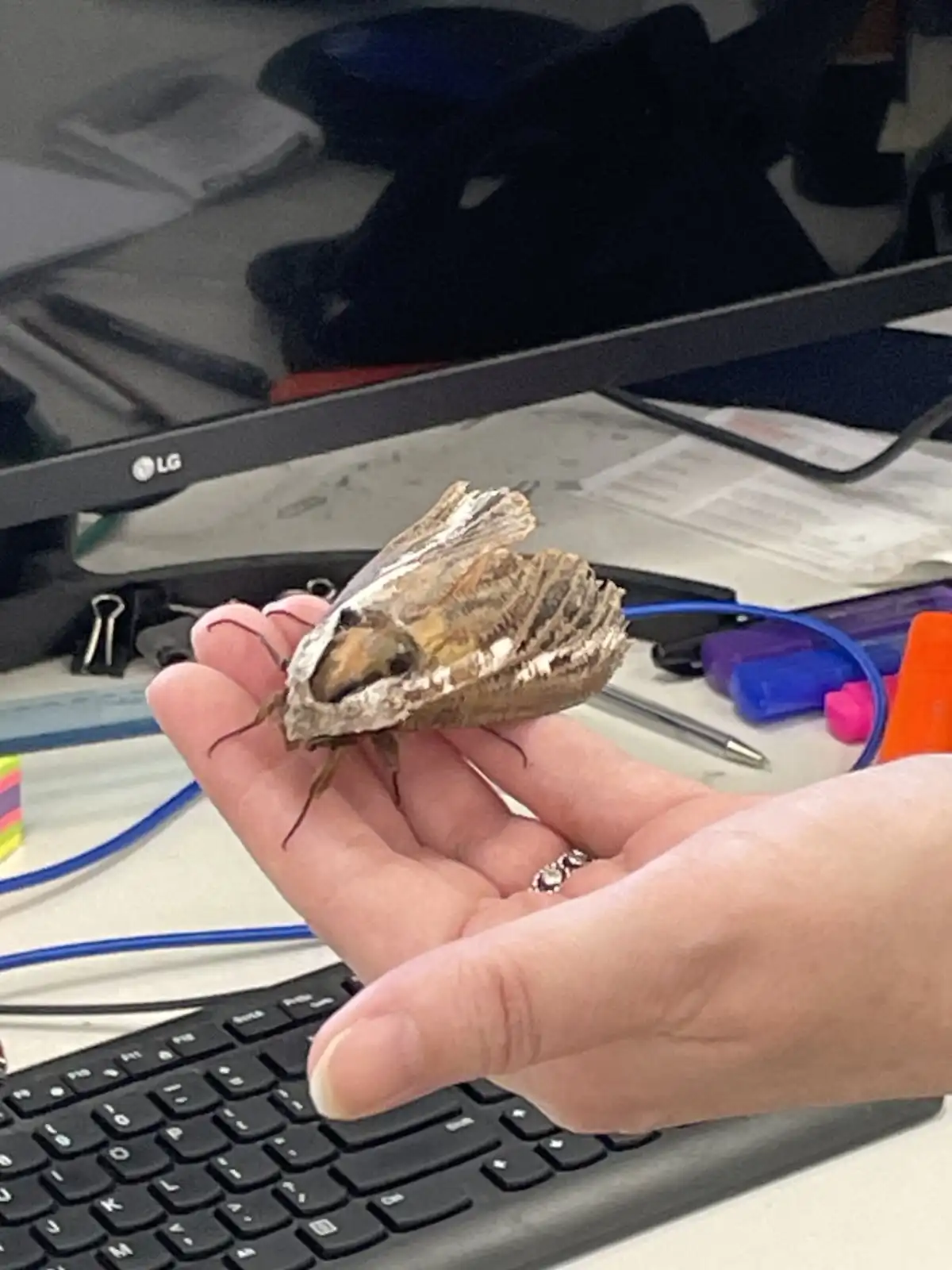 A person holds a large, brownish moth with intricate wing patterns on their open palm, positioned above a desk with a black…