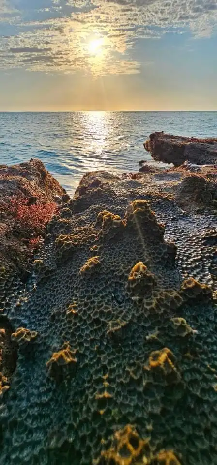 Vibrant Coral Wonders