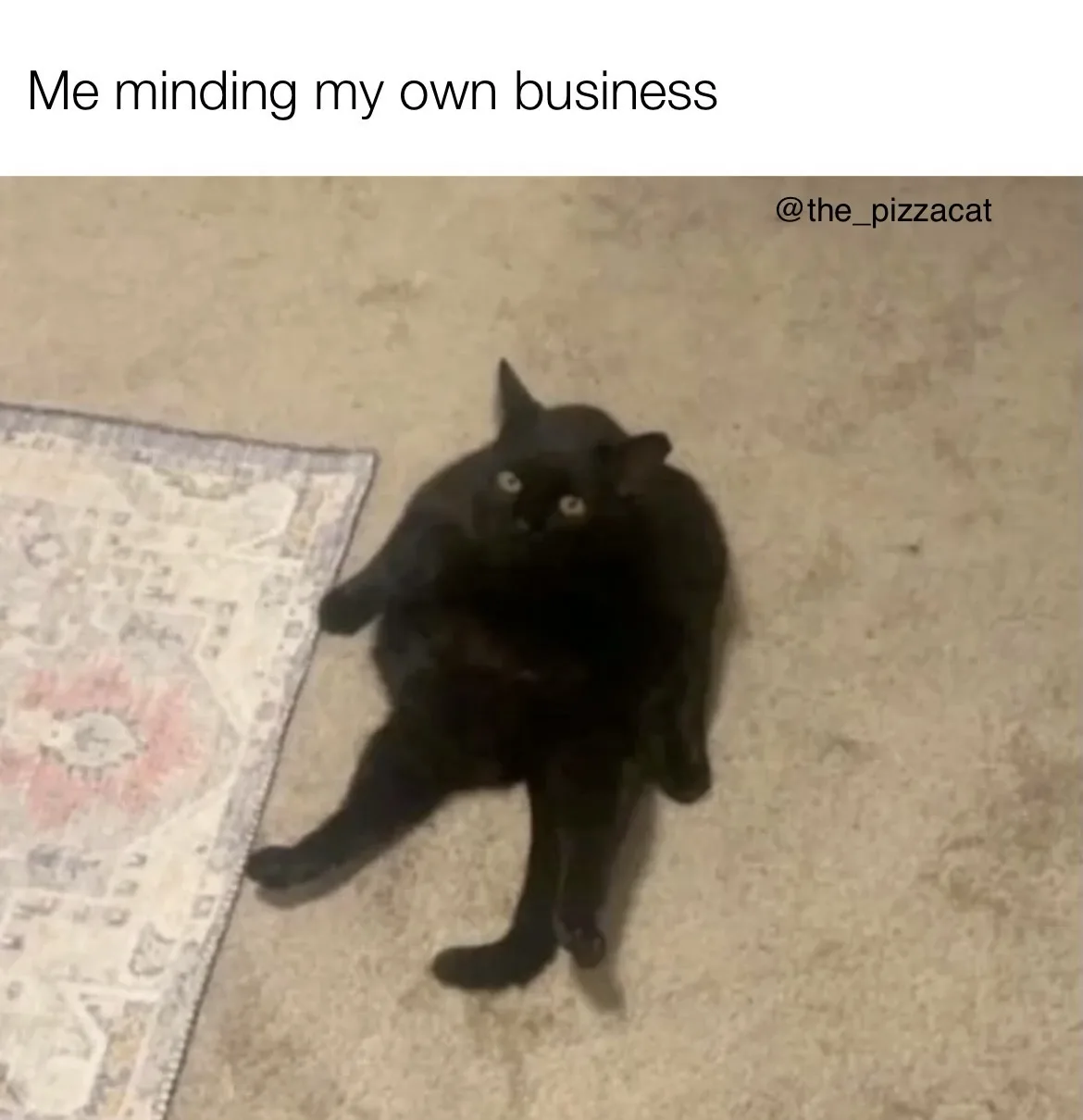A black cat lies sprawled on its back on a beige carpet next to a patterned rug, looking up with wide eyes. The text overlay…