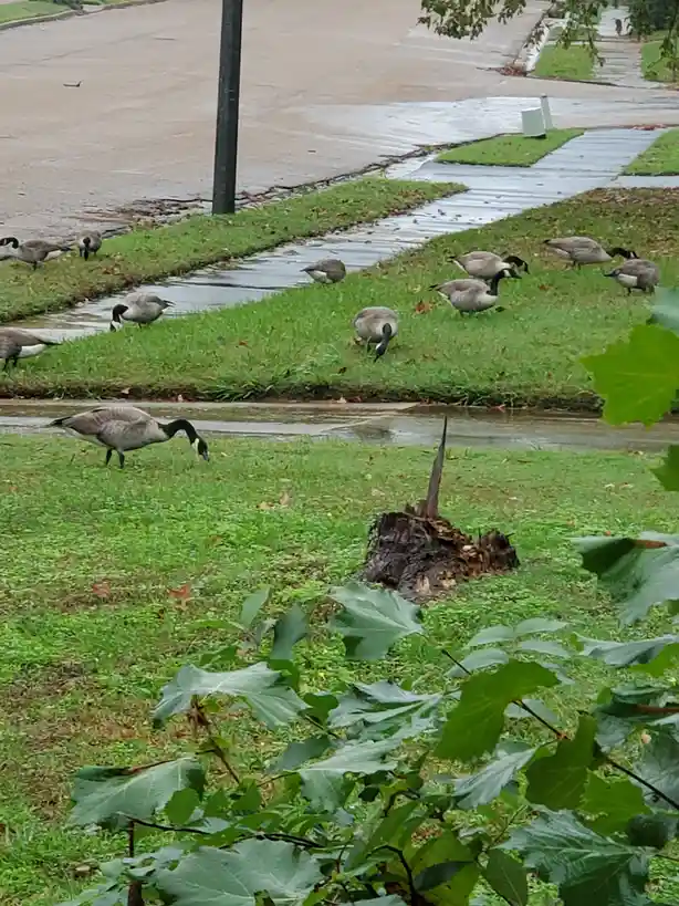 A group of canadian geese are scattered across a wet grassy area next to a sidewalk and street, some grazing, with a tree…