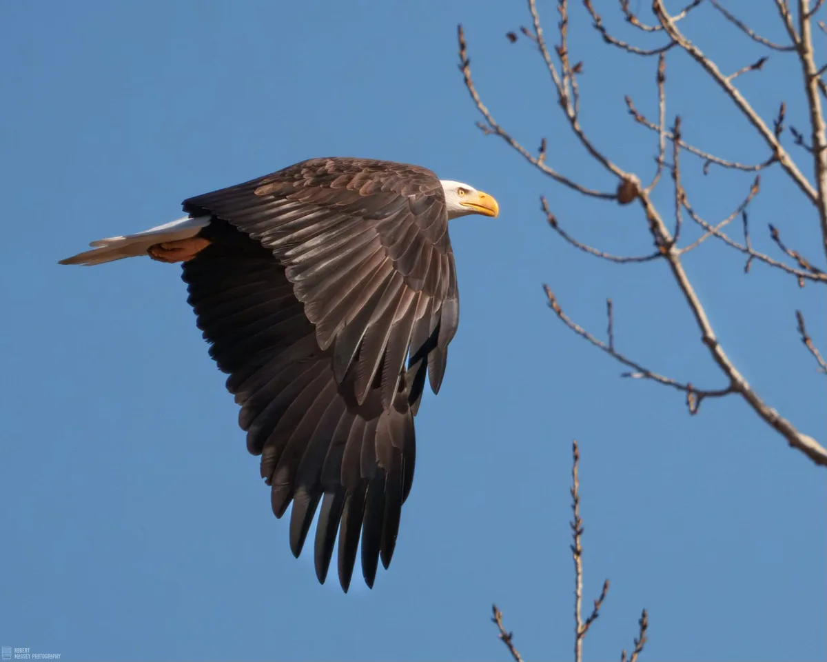 Majestic Eagle in Flight