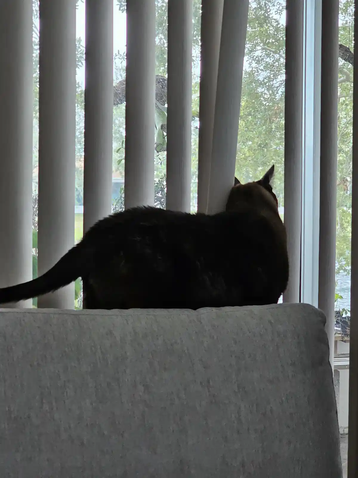 Peeking Outside for Presents: Meowy Christmas to All!