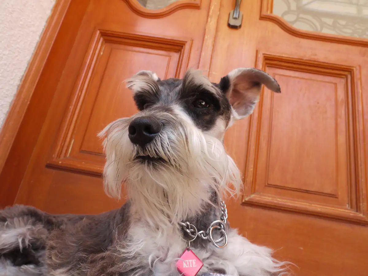 A close-up photo of a gray and white Schnauzer dog lying in front of a wooden door, looking up with a serious expression…