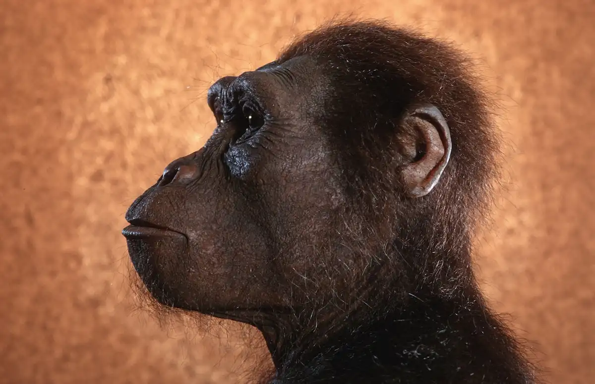 A close-up profile shot of a realistic gorilla head and shoulders against a textured brown background. The gorilla has dark…