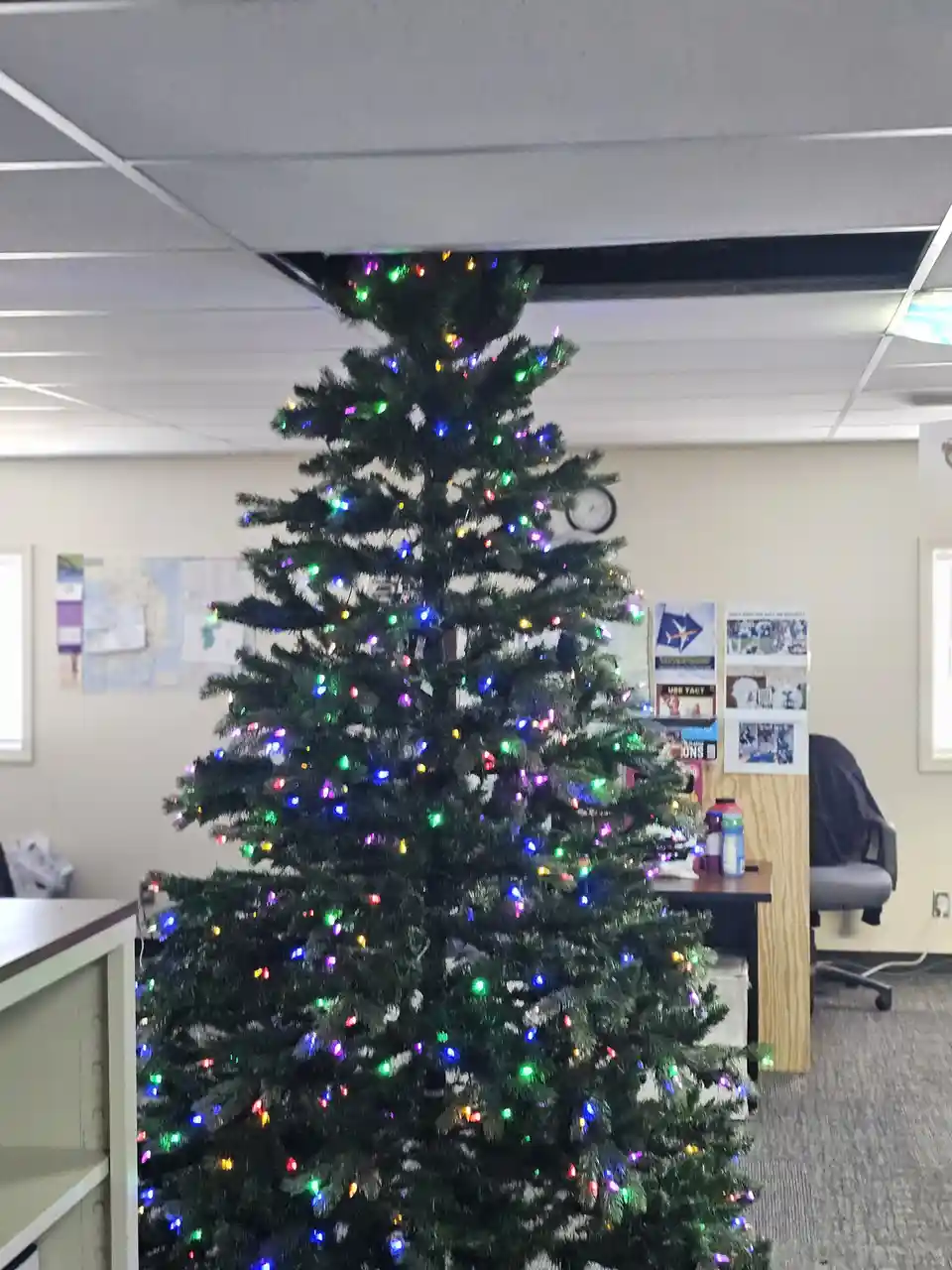 The Majestic Tree