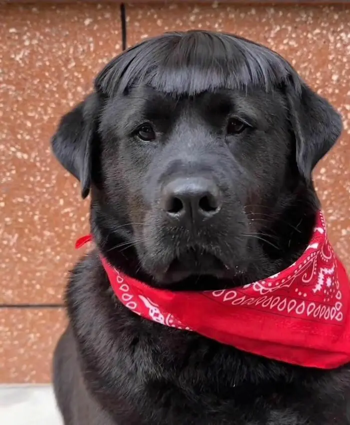 A black dog with a red bandana around its neck has a human-like bowl-cut hairstyle made of its own fur. The dog stares…