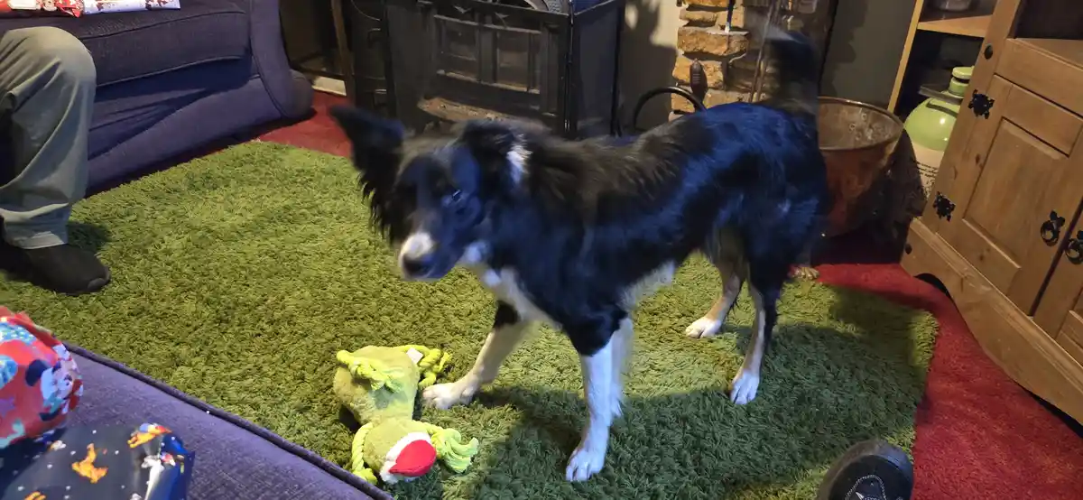 A Spoiled Collie Celebrating Christmas Day!