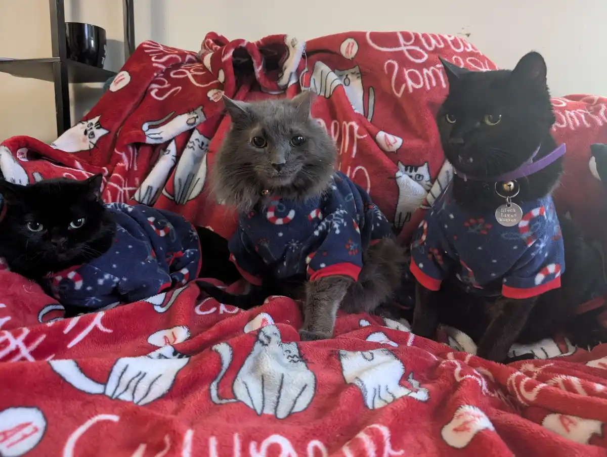 Three cats wearing matching blue pajamas with red trim sit on a red blanket with white cat paw prints and text. The cat on…