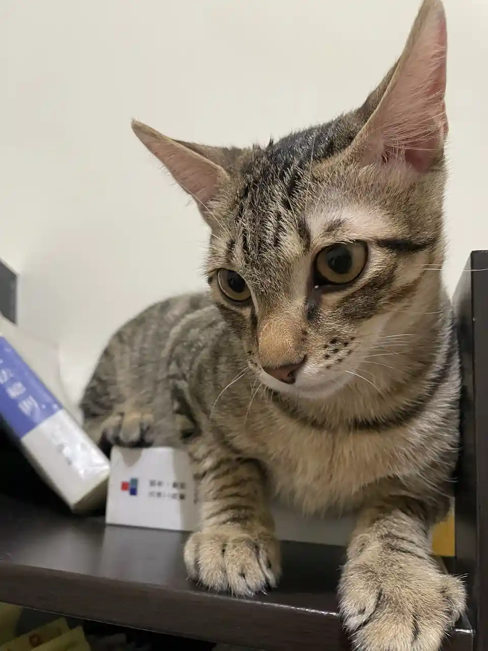 A tabby cat with wide, unimpressed eyes sits on a dark wooden shelf, looking directly at the camera with a bored expression…