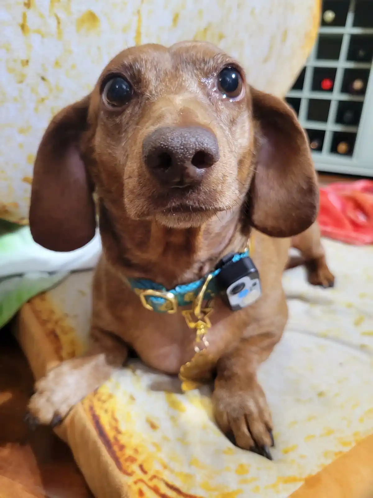 Meet my adorable pup, Tiger Lilly, #748