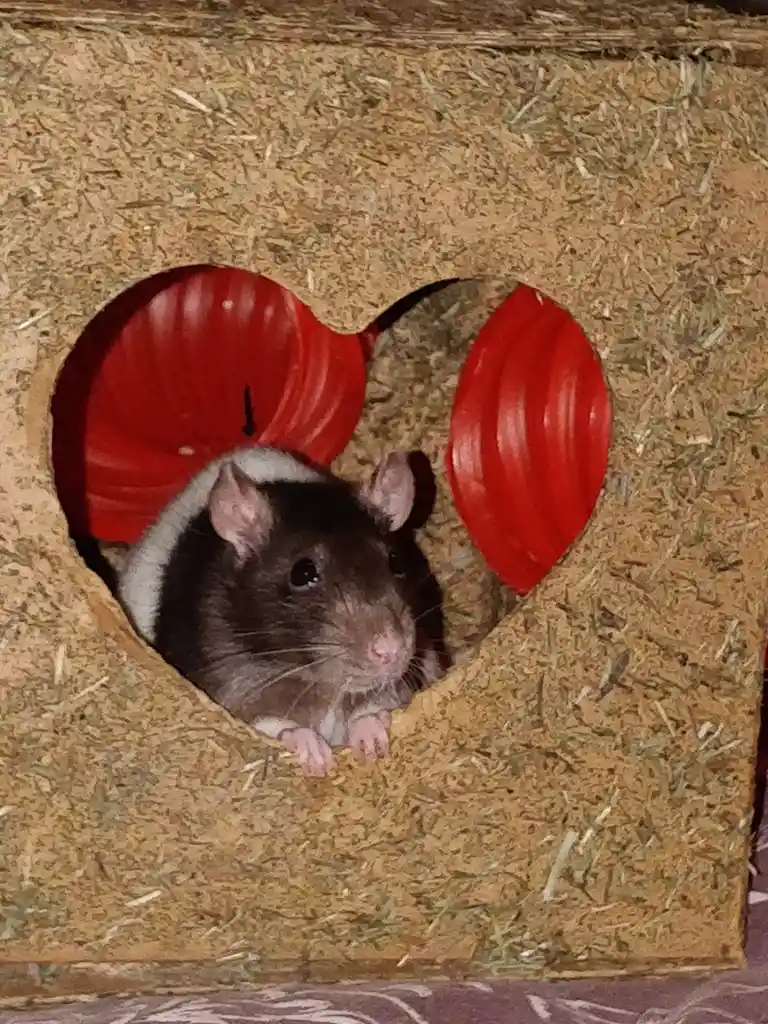 A black-and-white rat peeks out from a heart-shaped opening in a hay-textured hideout, with red plastic tunnels visible…