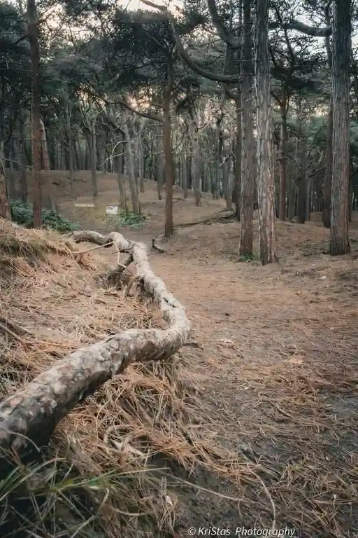 A forest path with tall pine trees and a large fallen log in the foreground, overlaid with the text 'i'm not lazy, i'm in…