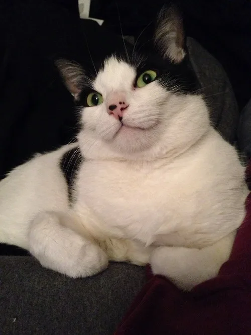 a black and white cat with bright green eyes is lying down, looking directly at the camera with a slightly smug or…