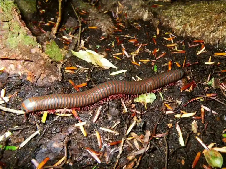 A long, segmented millipede with a dark brown and reddish-orange banded body crawls across dark forest soil scattered with…