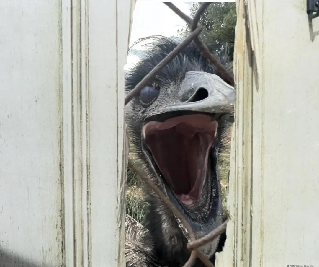 A close-up photo shows an ostrich with its beak wide open in a scream, viewed through a broken white wooden fence and a…