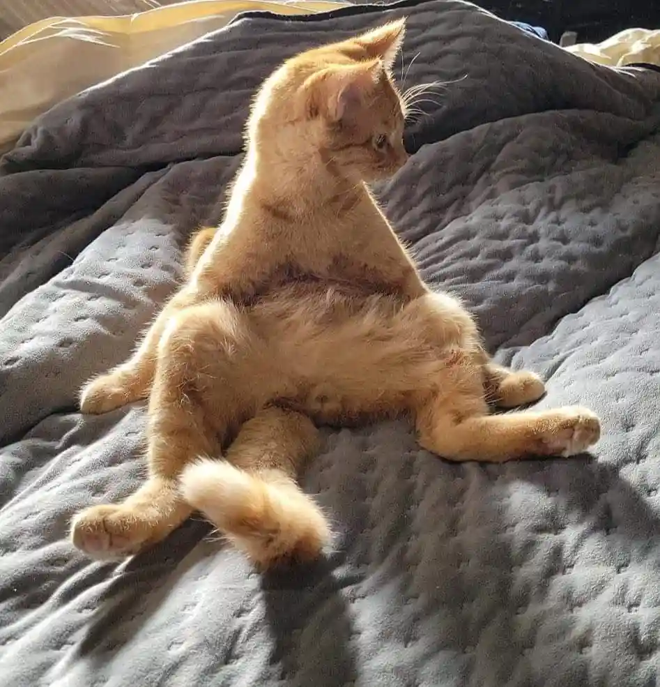 An orange tabby cat sits on a gray quilted blanket, legs splayed and body relaxed, looking away from the camera. The cat's…