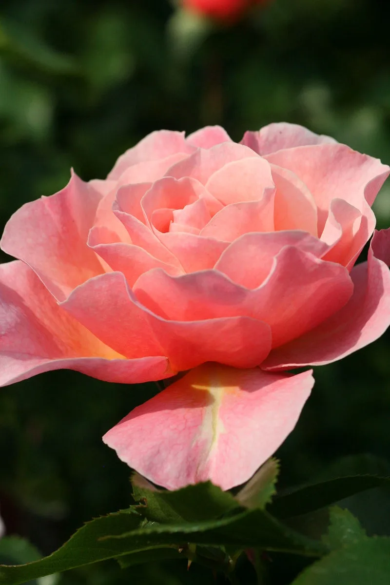 A close-up photograph of a fully bloomed, light pink rose with layered petals, set against a blurred green background. The…