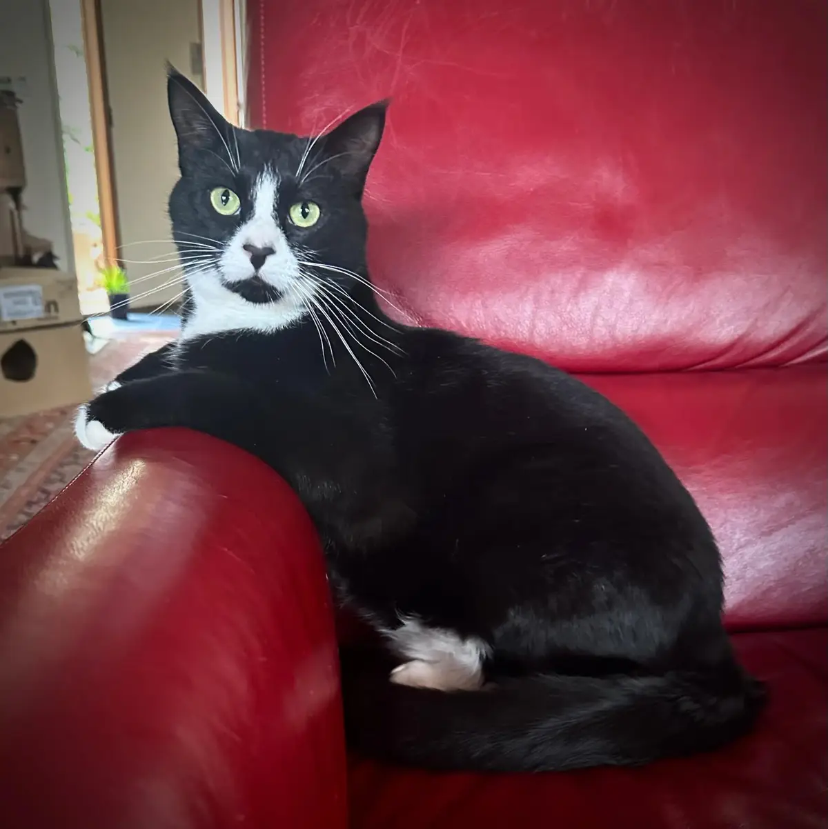 Oh hey there, just being handsome!