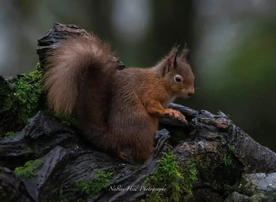 The Charming Red Squirrel in Action