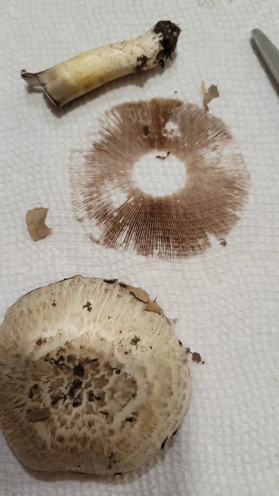 The image shows three mushroom parts on a white paper towel: a mushroom stem, a gill side of a cap, and a top view of a cap…